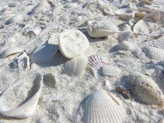 Muscheln im Sand