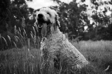 Happy dog smiling on the meadow. Black and white photo of cute smiling dog with long tongue in long grass on field.