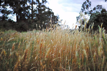 A beautiful meadow with golden grass. Background trees are blurred out. Low perspective on an...