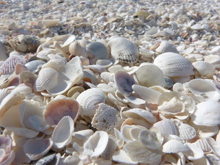 Muscheln am Strand