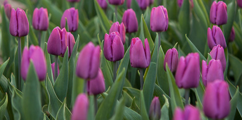 Obraz premium tulips