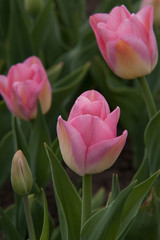 three pink tulips