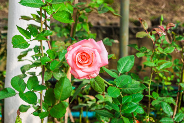 Close-up to Pink Rose