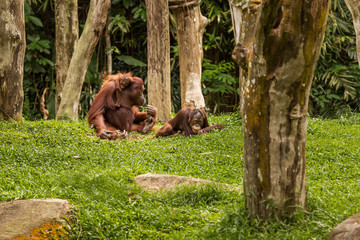 Orangutan family on the grass