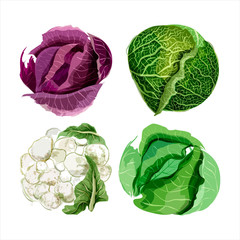 Set of vector watercolor vegetables. Cabbage, cauliflower, savoy
