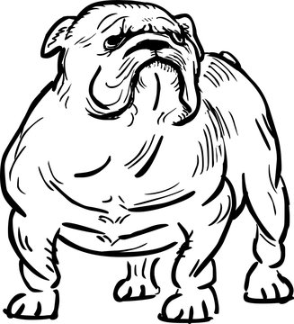 Funny english bulldog, vector illustration