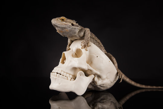 Dragon lizard on a human skull