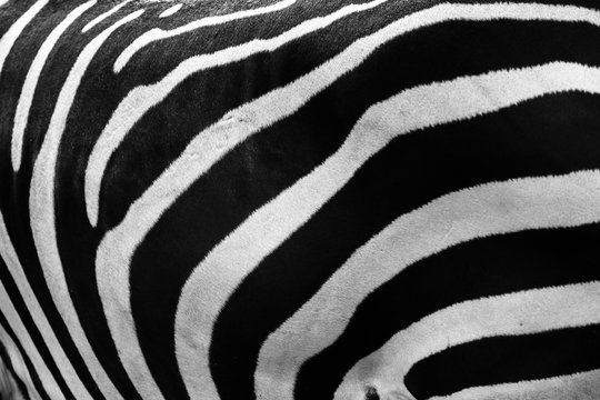Zebra stripes close-up