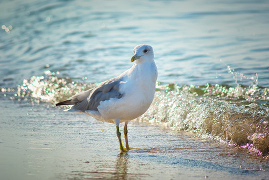 seagull near the coast
