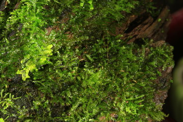 Plants and moss plant in pot