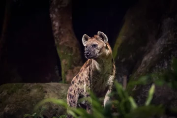 Foto op Canvas Zijaanzicht van een hyena © Filipe Lopes