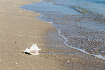 Seashell/White seashell at the sandy beach.