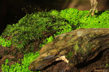 Plants and moss plant in pot