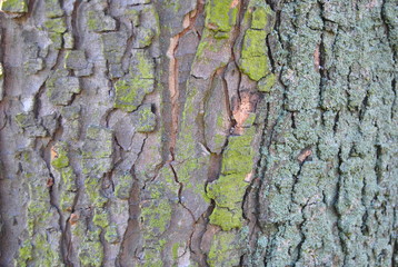 tree trunk