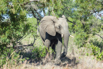 Fototapeta premium An elephant walks from the bush.
