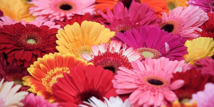 colorful gerbera