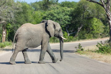 Fototapeta na wymiar Elephant walking across the road in Kruger Park.