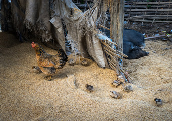 Chicks and Pigs. Chicken and pigs on rice husks in the backyard of a traditional Vietnamese ethnic minority farm house near Sapa, Vietnam.