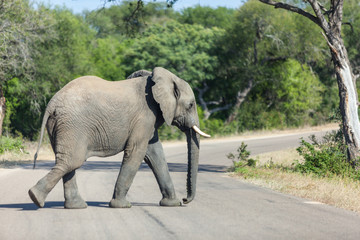 Elephant walking across the road in Kruger Park.