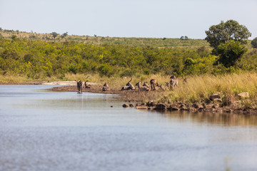 Animals in the Kruger Park escape the heat by drinking and sitting next to a dam.