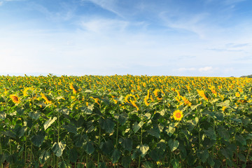 Fototapeta premium Wonderful view of sunflowers field under blue sky, Nature summer