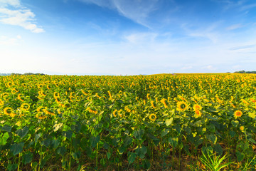 Wonderful view of sunflowers field under blue sky, Nature summer