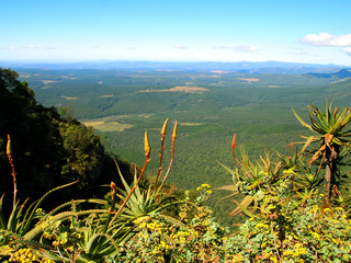African landscape. Blooming plants. Wild nature. Hazyview. Mpumalanga. South Africa. 