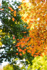the beautiful autumn color of Japan maple..leaves on tree, yello