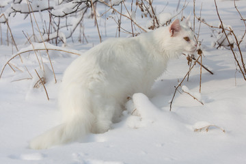 Maine Coon white cat in the wild snow