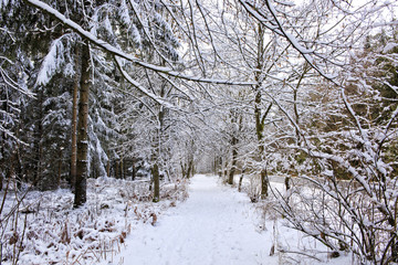 Trees with snow in winter forest.