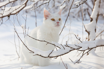 Maine Coon white cat in the wild snow