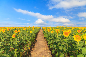 Naklejka premium Wonderful view of sunflowers field under blue sky, Nature summer
