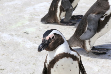Naklejka premium Porträt Pinguin