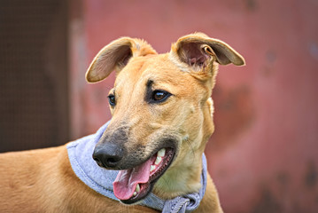 Portrait of a brown greyhound outdoor 