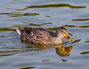 A duck to water.