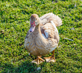 Duck on the green grass.