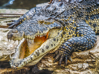 Obraz premium American crocodile,Crocodylus acutus