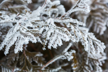 branches of a cypress tree covered with snow