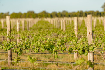 Fototapeta premium Vineyards at Coonawarra