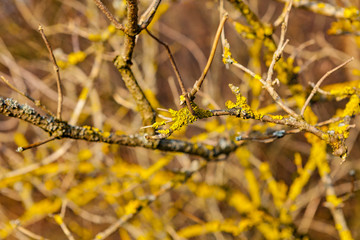 view of a tree wiht moss