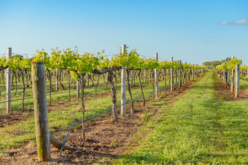 Vineyards at Coonawarra