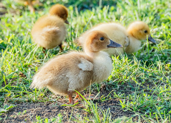 Little ducklings on green grass.