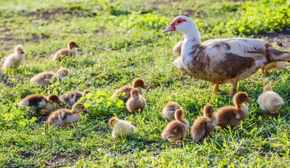 Duck with ducklings on green grass.