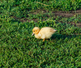 Little duckling on green grass.