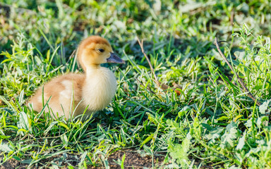 Little duckling on green grass.