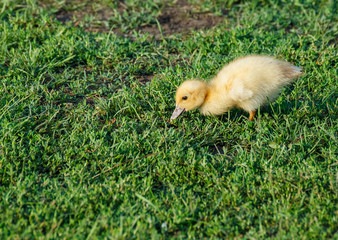 Little duckling on green grass.
