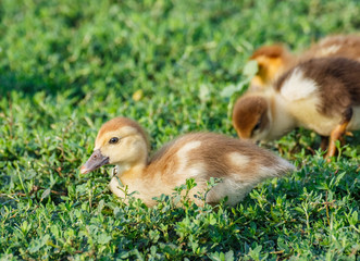 Little duckling on green grass.