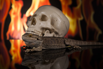 Dragon lizard next to human skull