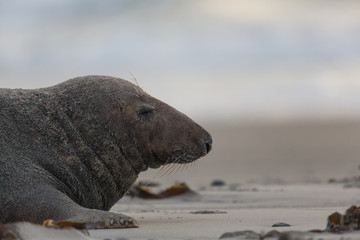 Obraz premium Male grey seal (Halichoerus grypus)
