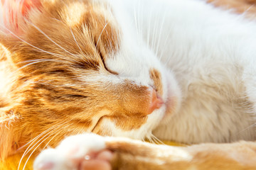 Morning sun light on the sleeping red cat close up with blur and select focus background. Coloring and processing photos with soft selective focus. Shallow depth of field.